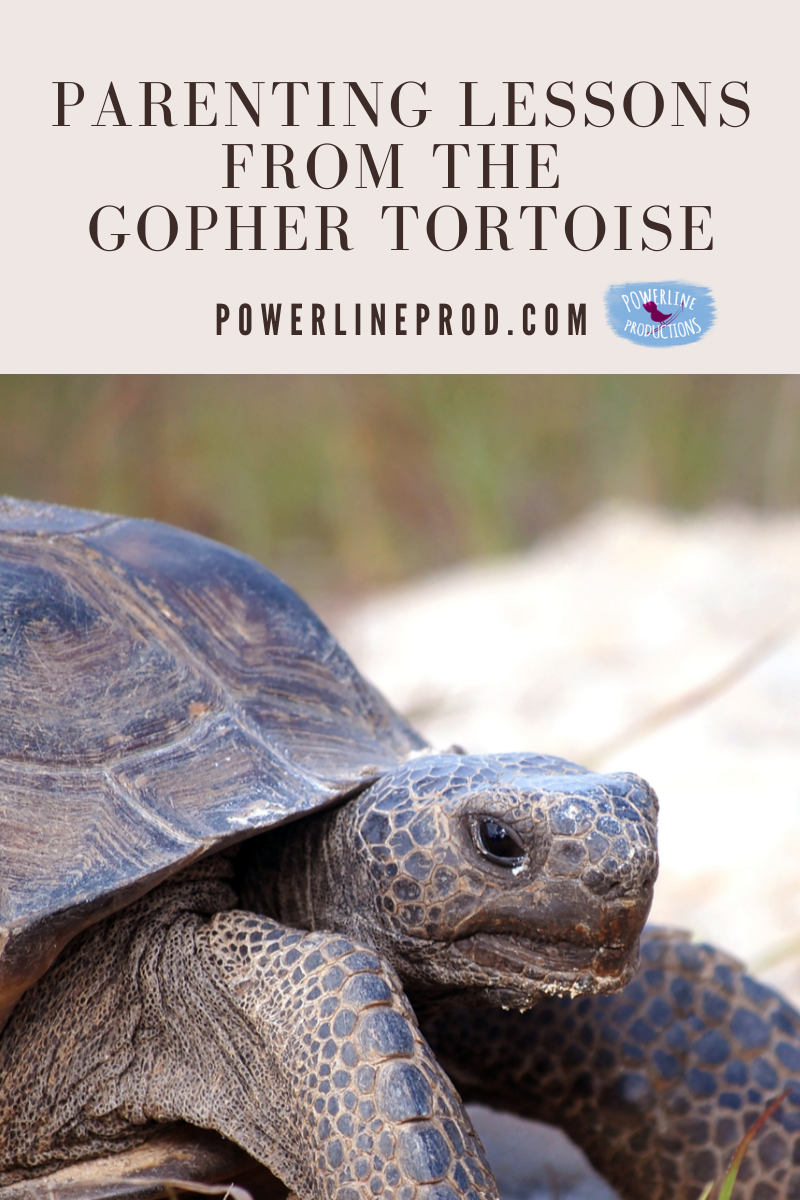 Parenting Lessons from the Gopher Tortoise – Powerline Productions